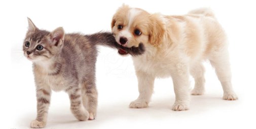 Amici a 4 zampe: i consigli per la cura dei cuccioli!