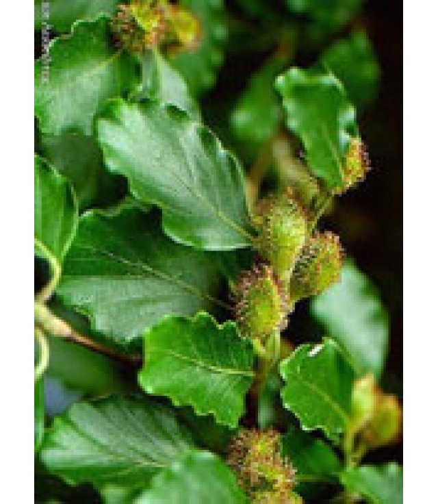 MSA FAGUS SYLVATICA 50ML