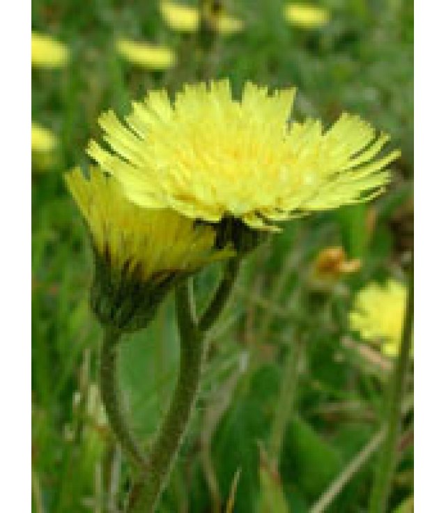 TSA HIERACIUM PILOSELLA 50ML