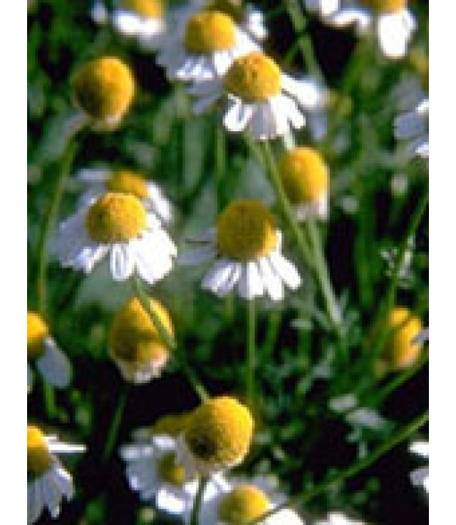 TSA MATRICARIA CHAMOMILLA 50ML