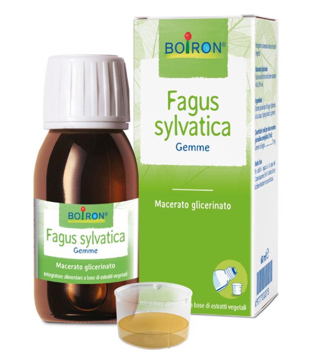 FAGUS SYLVATICA MG 60ML INT