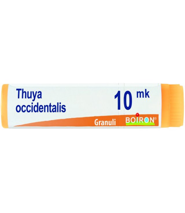 THUYA OCCIDENT XMK GL